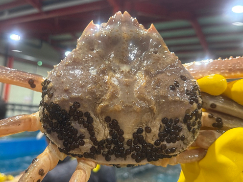 대게아나 조리 방식