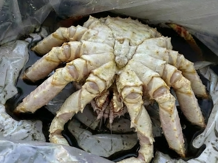 대게아나 박스 이미지