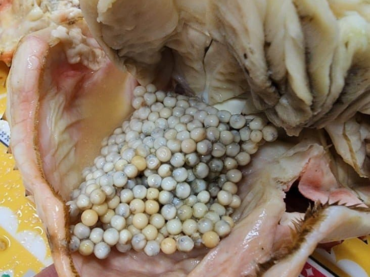 대게아나 조리 방식