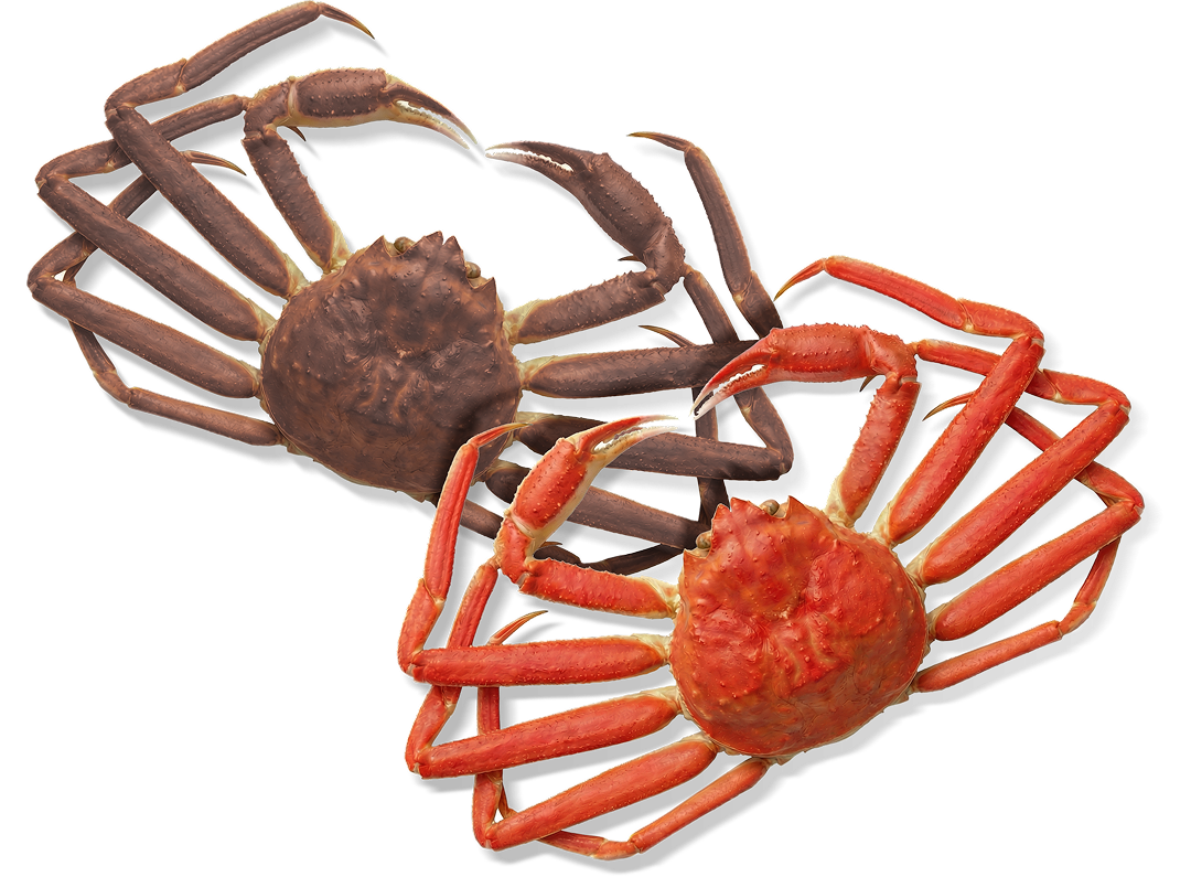 대게아나 일러스트